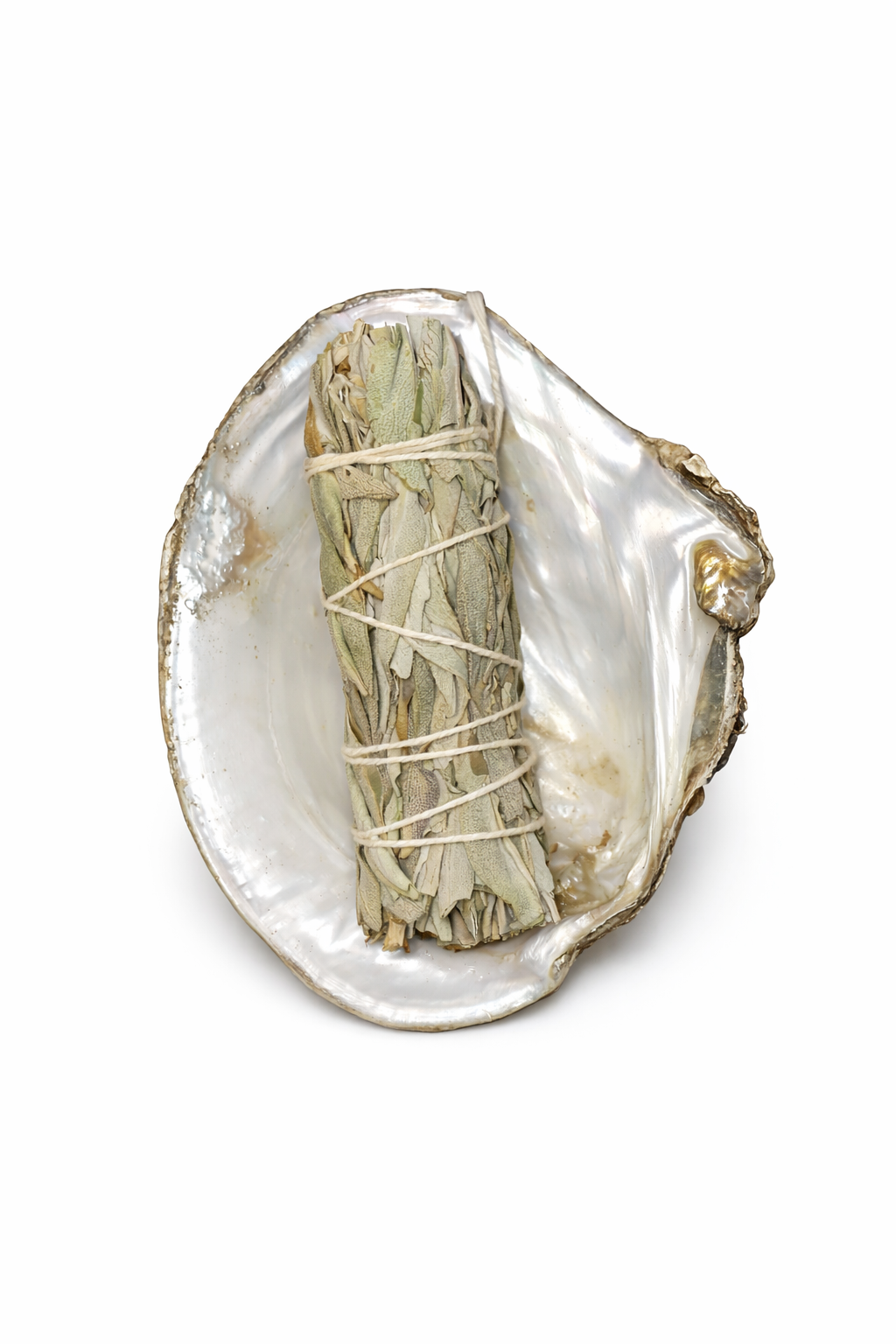 Clam Shells