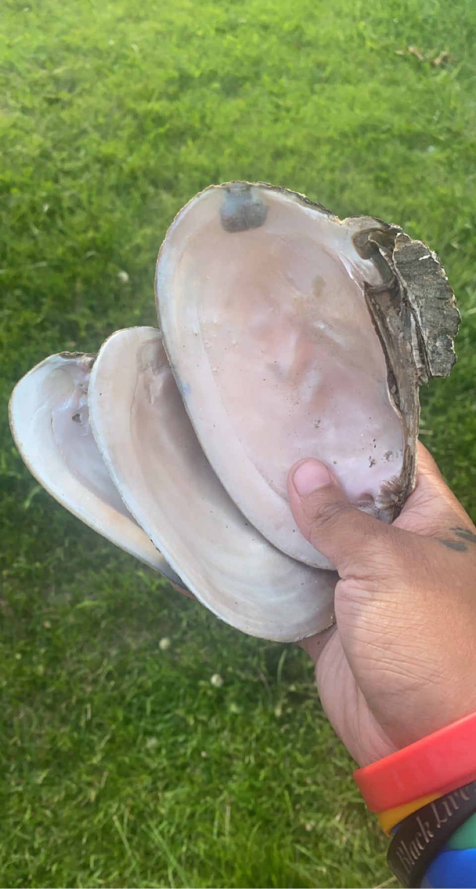 Clam shells