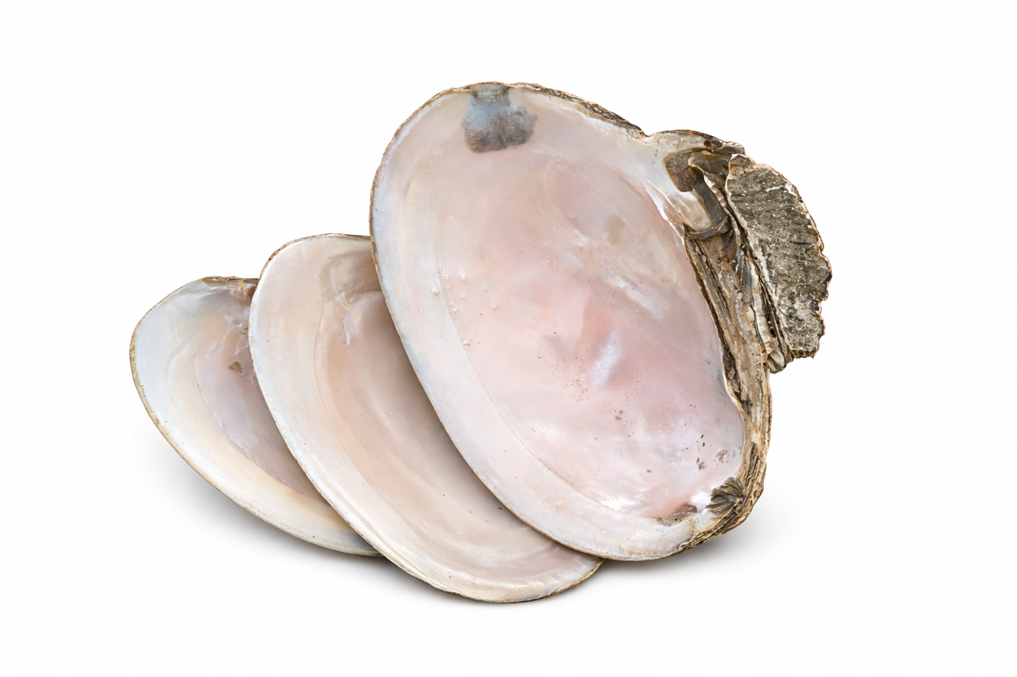Clam Shells