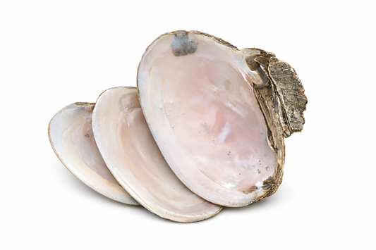 Clam Shells